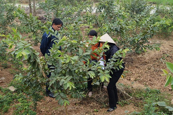 Hiệu quả mô hình trồng giống ổi Đài Loan tại Ninh Bình