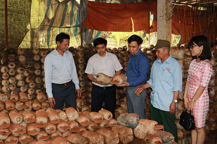 Ninh Bình: Hội nghị đánh giá kết quả mô hình nuôi trồng nấm Vân chi và nấm Hoàng chi